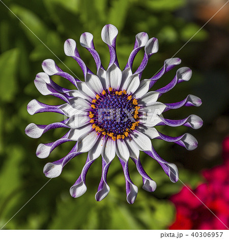 African Daisy flower 40306957