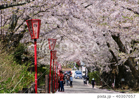 岳温泉の桜 桜坂 二本松市 の写真素材