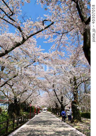 岳温泉の桜 桜坂 二本松市 の写真素材