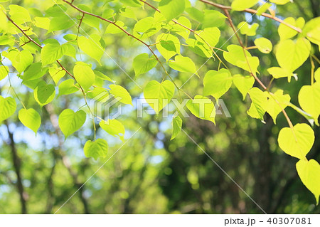 菩提樹の若葉 菩提樹の若葉 40307081