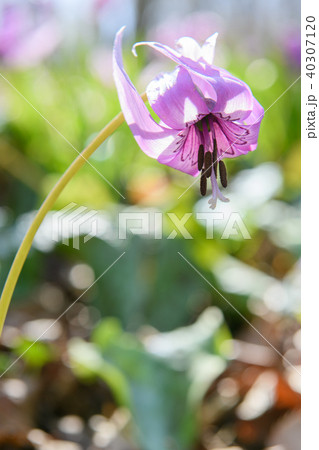 カタクリ 40307120