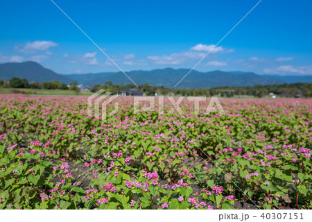 吉野ヶ里遺跡　吉野ヶ里歴史公園　赤ソバの花が満開 40307151