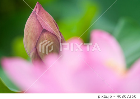 ハス ハス 40307250