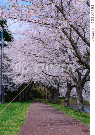 宮城県 平筒沼の桜 Byoudounuma 40307493