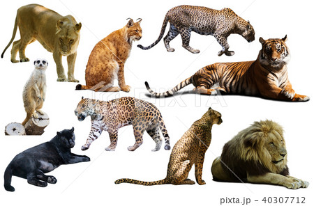 Set of wild mammals isolated over white 40307712