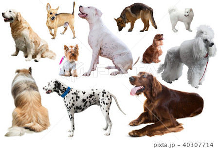 dog breed set 40307714