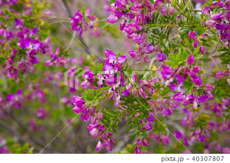 pink polygala myrtifolia flowers 40307807