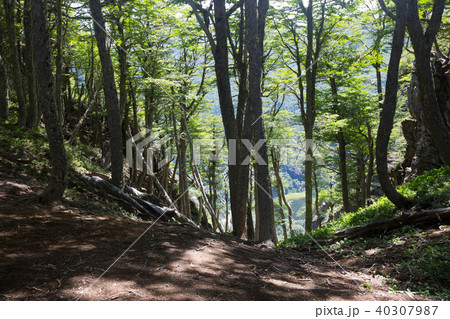 Hilltop forest views 40307987