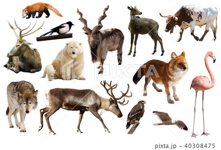 animal collection asia animal collection asia 40308475