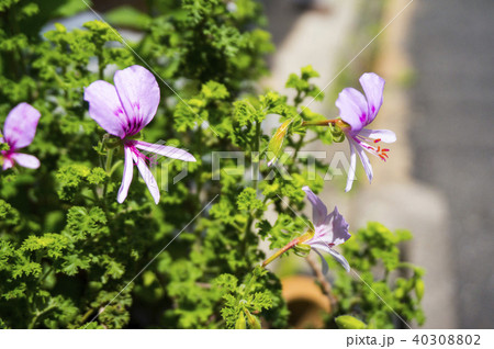 レモンゼラニウムの花の写真素材