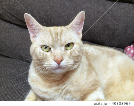 猫 何見てるにゃ 40308967