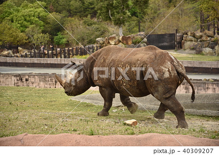 くろさい くろさい 40309207