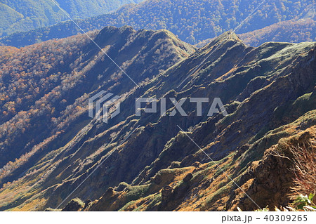 谷川岳頂上のトマノ耳から西黒尾根を見る 40309265