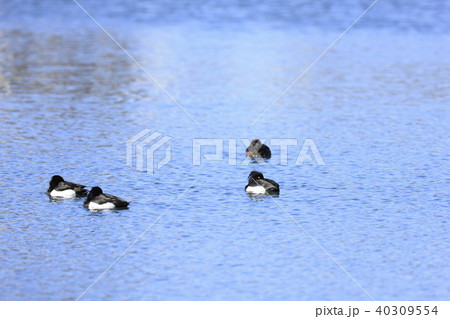 キンクロハジロ 40309554