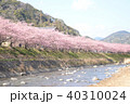 伊豆の河津桜 40310024