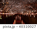 目黒川の夜桜 40310027
