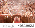 目黒川の夜桜 40310028