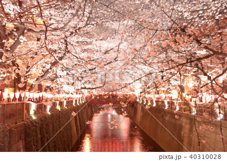 目黒川の夜桜 40310028