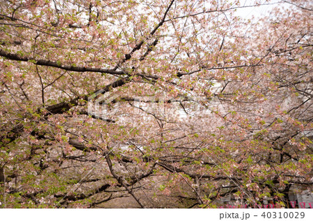 目黒川の夜桜 40310029