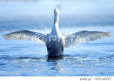 Swan on the lake . Swan on the lake . 40310035