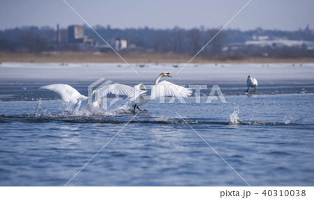 Swan on the lake . Swan on the lake . 40310038