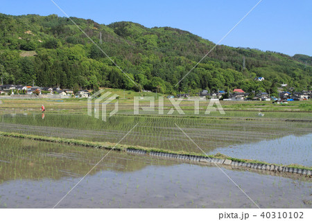 安曇野の5月　田植えのころ 40310102