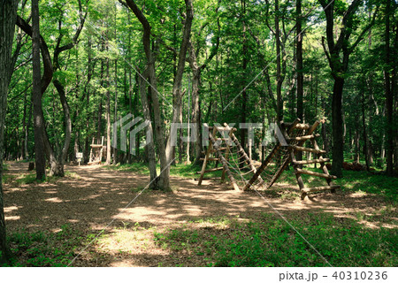 新緑の、県立船橋県民の森 40310236