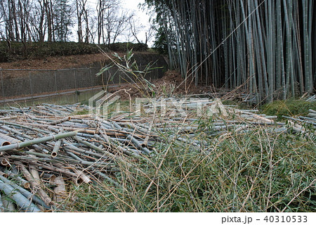 竹の伐採 竹の伐採 40310533