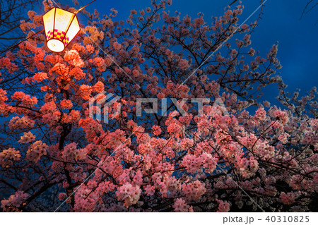 夜桜 夜桜 40310825