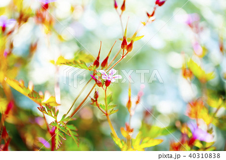 ヒメフウロとカラフルバック③ 40310838