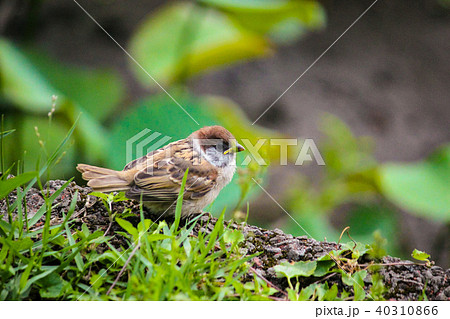 台湾 台北 台北市 40310866