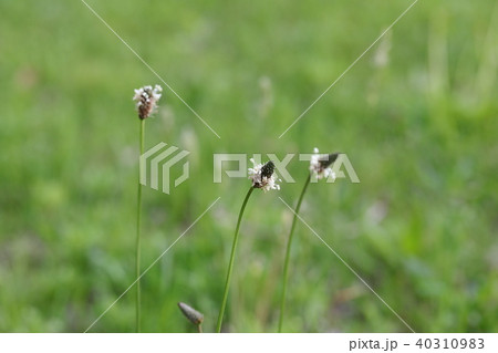 ヘラオオバコ 40310983