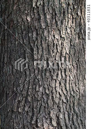 テクスチャ 松の樹皮の写真素材