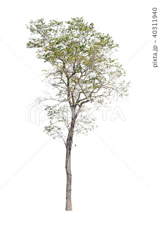 Collection of Isolated Trees on white background. Collection of Isolated Trees on white background. 40311940