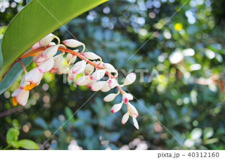沖縄 月桃の花 沖縄 月桃の花 40312160