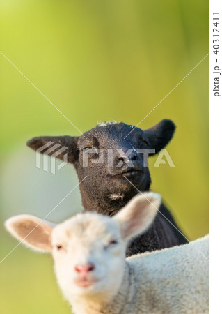 Portrait of cute different lambs Portrait of cute different lambs 40312411