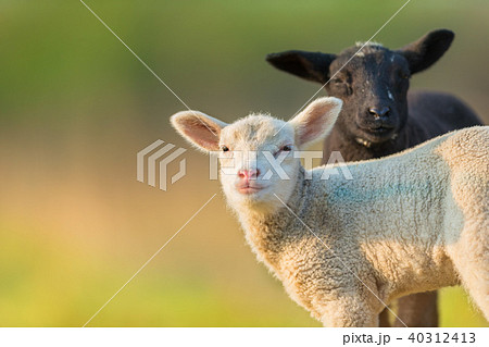 Portrait of cute different lambs on pastur Portrait of cute different lambs on pastur 40312413