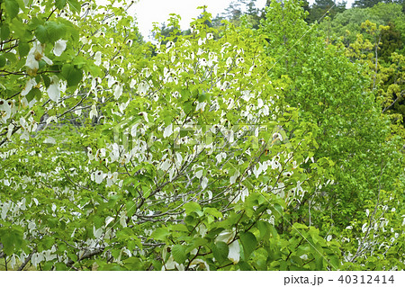 ハンカチの木の花 ハンカチの木の花 40312414