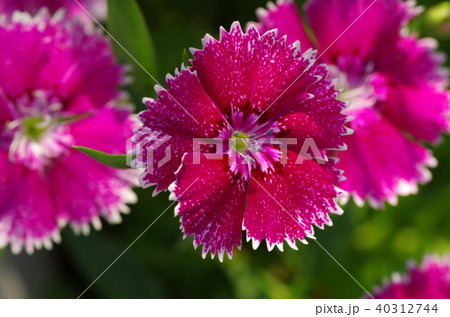ナデシコの花 ナデシコの花 40312744