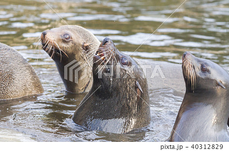 Sea lion eating a fish 40312829