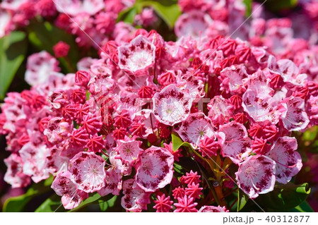 満開のカルミア 40312877