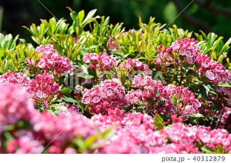 満開のカルミア 満開のカルミア 40312879