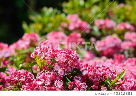 満開のカルミア 満開のカルミア 40312881