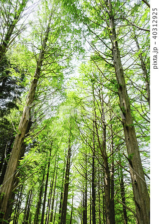 セコイアの林と池　 40312925