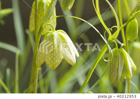 バイモユリ (アミガサユリ) 40312953