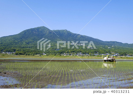 筑波山麓の田植え　 40313231