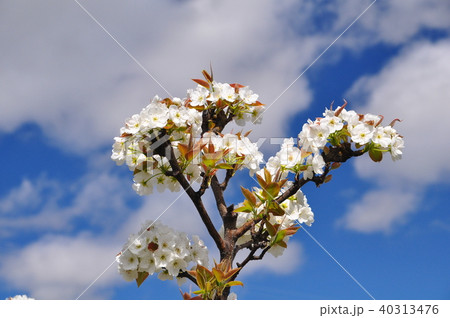 梨の白い花 40313476