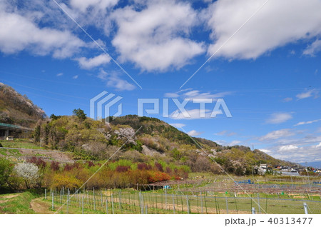 春の風景 40313477