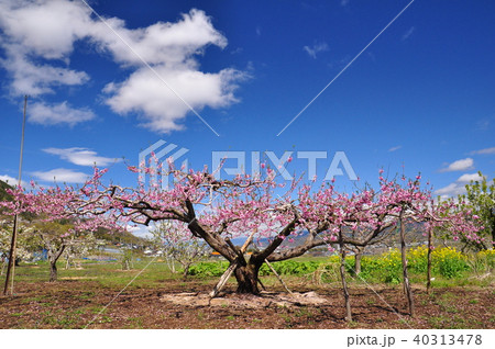 大きな桃ノ木 大きな桃ノ木 40313478