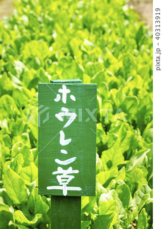 畑で育てているほうれん草　立て札付き② 40313919